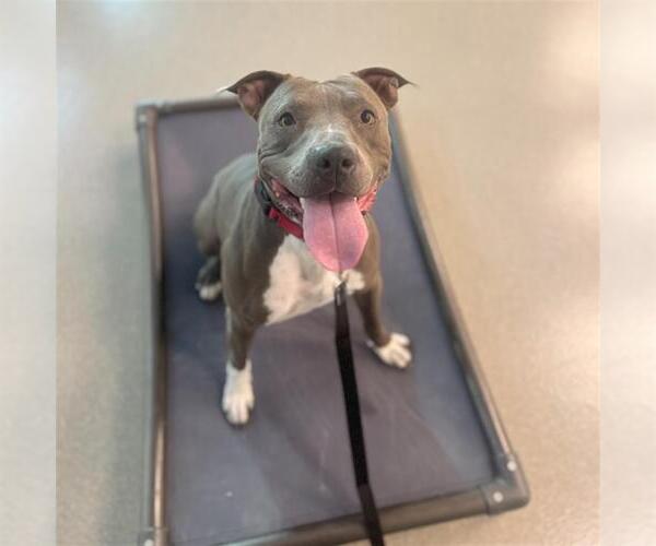 Medium Photo #1 American Pit Bull Terrier-Unknown Mix Puppy For Sale in Las Vegas, NV, USA