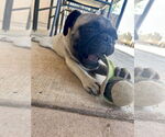 Small #2 Pug