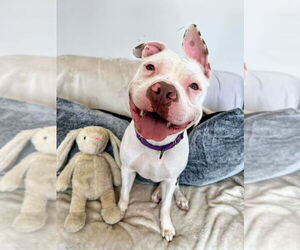 American Bulldog-Unknown Mix Dogs for adoption in Rockaway, NJ, USA