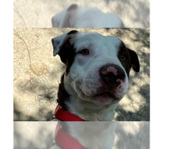 Medium Photo #1 American Pit Bull Terrier-Labrador Retriever Mix Puppy For Sale in Calgary, Alberta, Canada