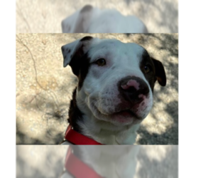American Pit Bull Terrier-Labrador Retriever Mix Dogs for adoption in Calgary, Alberta, Canada