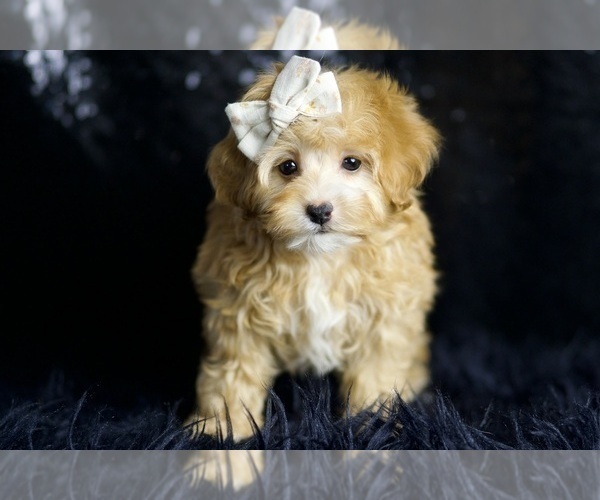 Medium Photo #12 Maltipoo Puppy For Sale in WARSAW, IN, USA