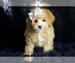Small #3 Maltipoo