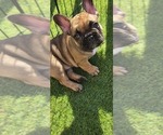 Puppy Autumn French Bulldog