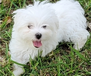 Maltese Puppy for Sale in MIAMI, Florida USA