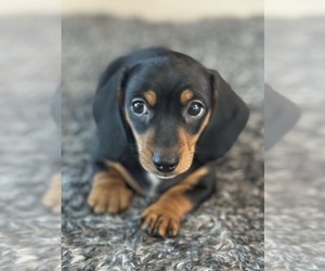 Dachshund Puppy for Sale in NAPA, California USA