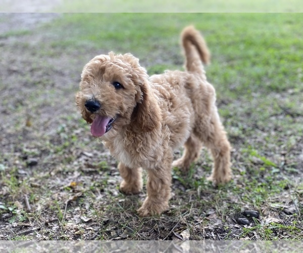 Medium Photo #12 Goldendoodle Puppy For Sale in CANON, GA, USA