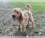 Small Photo #12 Goldendoodle Puppy For Sale in CANON, GA, USA