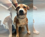 CRACKER JACK - Male Labrador Retriever-Unknown Mix Dog for Adoption - Small photo
