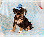 Small #3 Beagle-Mutt Mix