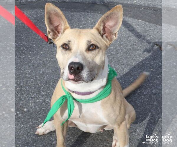 Medium Photo #5 Mutt Puppy For Sale in Washington, DC, USA