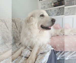 Milana - Female Great Pyrenees Dog for Adoption - Photo #5