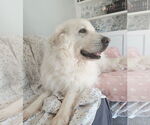 Small #4 Great Pyrenees
