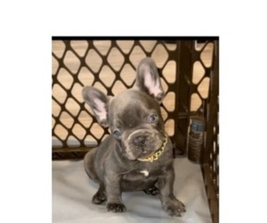 French Bulldog Puppy for Sale in PURCHASE, New York USA