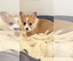 Small #4 Pembroke Welsh Corgi