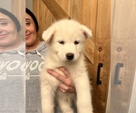 Puppy 5 Samoyed-Siberian Husky Mix