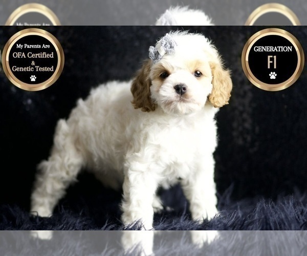 Medium Photo #6 Cavapoo Puppy For Sale in WARSAW, IN, USA