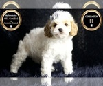 Small #5 Cavapoo