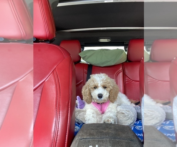 Medium Photo #19 Goldendoodle Puppy For Sale in FALMOUTH, VA, USA