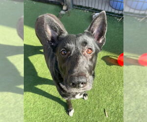 German Shepherd Dog-Unknown Mix Dogs for adoption in Sacramento, CA, USA