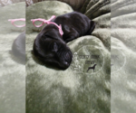 Puppy Puppy 11 German Shorthaired Weimaraner