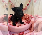 Puppy Puppy 1 Green Scottish Terrier