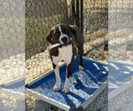 Small Photo #2 American Pit Bull Terrier-Labrador Retriever Mix Puppy For Sale in Bolivar, MO, USA