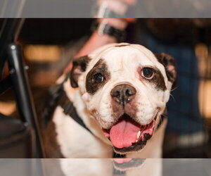 Bulldog Dogs for adoption in St. Louis Park, MN, USA