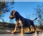 Small #3 Catahoula Leopard Dog