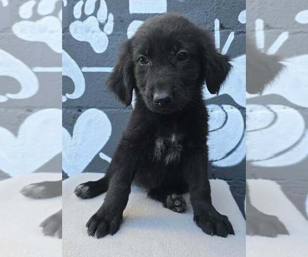Medium Photo #2 Labrador Retriever-Unknown Mix Puppy For Sale in Brewster, NY, USA