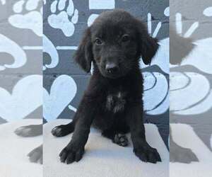 Boston (B Squad) - Male Labrador Retriever-Unknown Mix Dog for Adoption - Photo #2