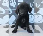 Small Photo #2 Labrador Retriever-Unknown Mix Puppy For Sale in Brewster, NY, USA