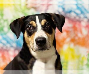 Retriever -Unknown Mix Dogs for adoption in Spring Lake, NJ, USA