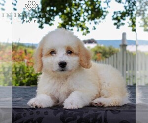Bernedoodle-Poodle (Miniature) Mix Puppy for sale in NARVON, PA, USA