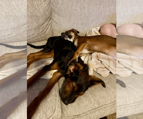 Medium Photo #7 Australian Shepherd-Doberman Pinscher Mix Puppy For Sale in Virginia Beach, VA, USA