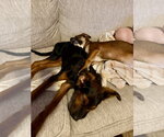 Small #6 Australian Shepherd-Doberman Pinscher Mix