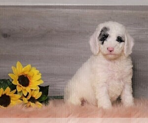 Poodle (Standard) Puppy for sale in FREDERICKSBG, OH, USA