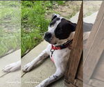 Small #5 American Bulldog Mix