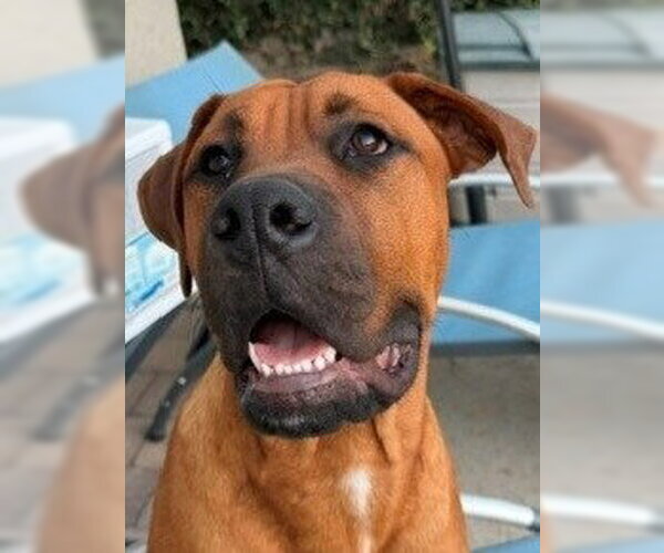 Medium Photo #7 Rhodesian Ridgeback Puppy For Sale in Lake Forest, CA, USA