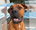Small #6 Rhodesian Ridgeback