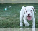 Small #4 Boxer