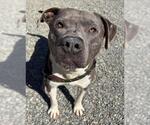 Small #1 American Pit Bull Terrier Mix