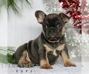French Bulldog Puppy for sale in LITITZ, PA, USA