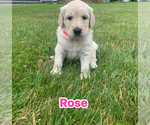 Small #7 Goldendoodle