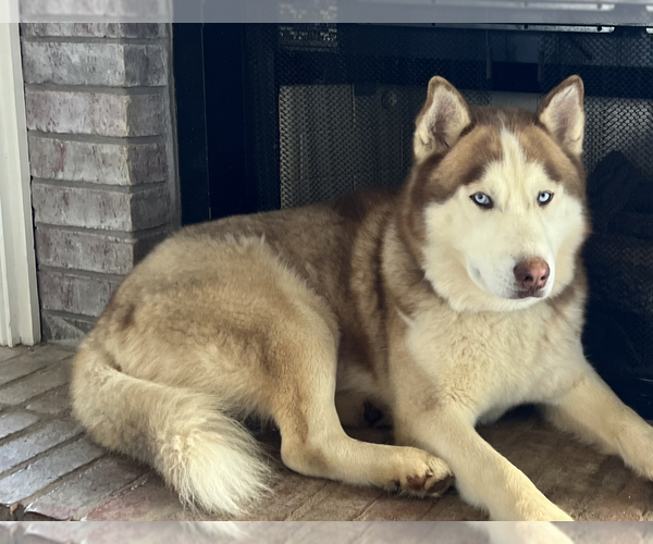 Medium Photo #1 Siberian Husky Puppy For Sale in HIRAM, GA, USA