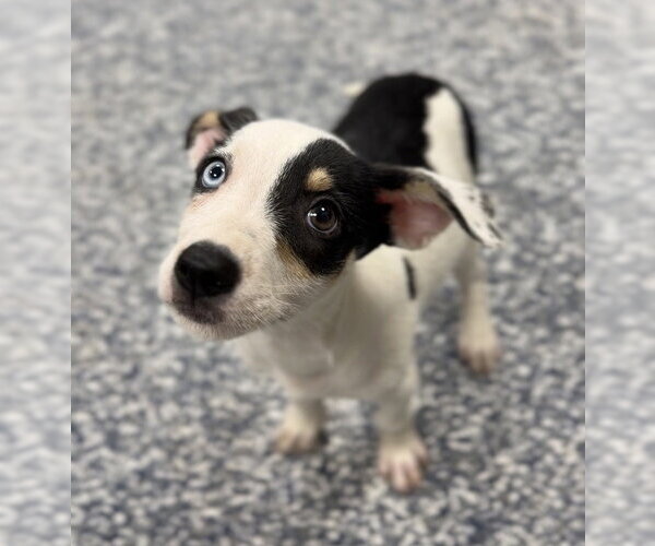 Medium Photo #4 Mutt Puppy For Sale in Bemidji, MN, USA