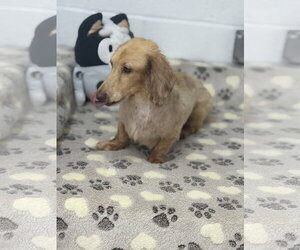 Frankie - Male Dachshund Dog for Adoption - Photo #3