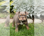 Small #3 English Bulldog-Olde English Bulldogge Mix