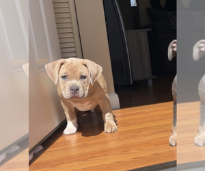 American Bully Puppy for sale in CUYAHOGA FALLS, OH, USA