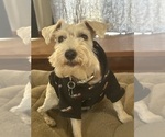 Small Photo #1 Schnauzer (Miniature) Puppy For Sale in OAK HILLS, CA, USA